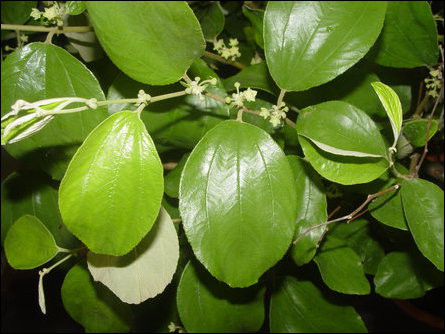 Ziziphus jujuba