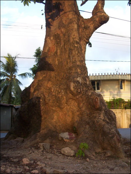 Peenaari tree in Kokkuvil, Jaffna