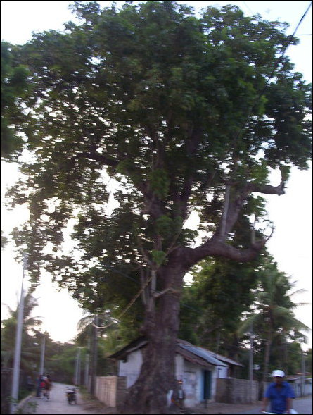 Peenaari tree in Kokkuvil, Jaffna